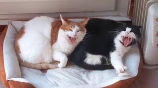 Cats Yawn Simultaneously