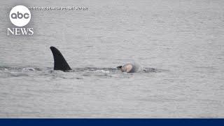 Mother whale caught in apparent act of mourning for dead calf