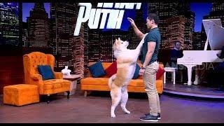 Anjing Akita Yang Setia | HITAM PUTIH (15/10/18) Part 1