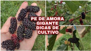 AMORA GIGANTE PORTUGUESA/ Dicas de CULTIVO/ PÉ DE AMORA GIGANTE PRODUZINDO /Frutífera PRODUZINDO