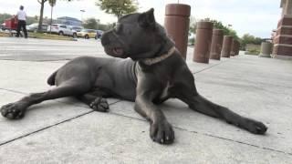 8 Month old Cane Corso "Gianni" 2 Week Board and Train! Best Dog Trainers Orlando