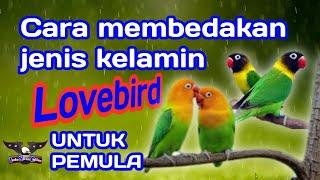 Burung lovebird, cara membedakan jenis kelamin burung lovebird untuk pemula,