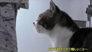 朝！パパが起きてくると嬉しくて声がかわいくなっちゃう猫リキちゃんパパをストーカーする猫今日も甘えん坊全開！抱っこにご満悦【リキちゃんねる　猫動画】Cat videos キジトラ猫との暮らし