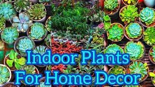 100 Indoor Plants For Home Decor | Beemaa  Season Garden | Jobin Magic World