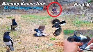 seribu 1 ekor burung Kacer kayak gini di alam liar_baru dapat Uda rajin bunyik//mikat burung Kacer