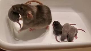 We Trained Our Rat to Bring Us Her Babies!