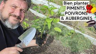 Comment bien planter POIVRONS🫑, PIMENTS️& AUBERGINES (puis réussir leur culture)『TUTO』