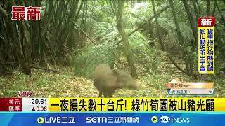 懂吃! "綠竹筍特等獎"山豬入侵農民賠慘識貨! 闖得獎綠竹筍園 山豬.山羌吃到飽一夜損失數十台斤! 綠竹筍園被山豬光顧│記者 粘菀瑄 林俊華│新聞一把抓20250618│三立新聞台