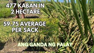 UMANI NG 477 KABAN SA 2 HECTARE / LP 937 / BUSOG ANG PALAY