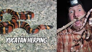 Exploring the Mayan Ruins and Cave for Snakes | Field Herping Yucatán Mexico