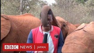 子供のゾウ、撮影中の記者を鼻でなでまわす