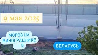 Потери на винограднике. «Каналы» не выдержали! Беларусь.