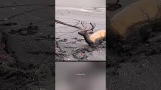 A Man Saved the trapped deer