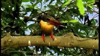 Stork-billed Kingfisher with its fishy catch (Pelargopsis capensis)
