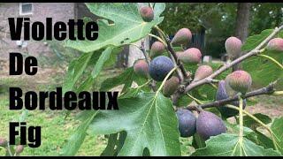 Violette De Bordeaux Fig.  Fig Tasting