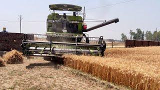 Kartar 4000 harvester combine | harvesting and dropping wheats  in the trolley