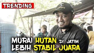 LEBIH MUDAH MURAI HUTAN UNTUK PRESTASI BISNIS JUBELI MURAI SURABAYA