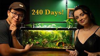 My Endler Eco-System (240 Days Later) | Adding Green Neons!