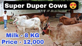  Super Quality Desi Cow available for Buyers ️ in Very Resnable Rate. Mangali, Hisar