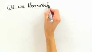 Die Nervenzelle | Biologie | Humanbiologie