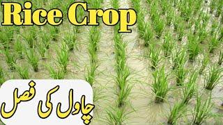 Rice Cultivation Process In Pakistan | Farming process of rice in Punjab