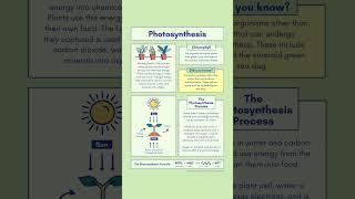 Photosynthesis  #education #youtubeshorts #scienceisfun