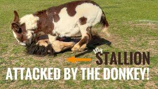 Stallion gets attacked by my Donkey BUT learns great new skills!