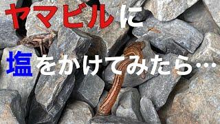 ヤマビルに塩をかけてみたら… 【実験】関西登山記