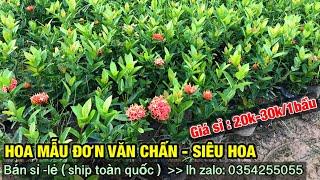 Giống hoa mẫu đơn văn chấn - siêu hoa giá sỉ từ 20-30k -Trung kiên garden, zalo: 035.42.55055