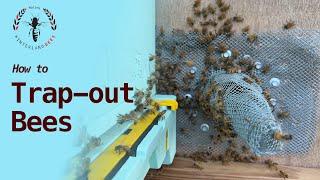 How to Remove Bees from a Tree by Trap out