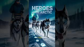 Sled Dogs: Heroes of the Arctic  #shorts #nature #dog #animals