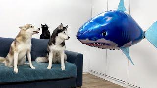 Dogs and Cats VS Giant Shark! Huskies Steal Treats From a Shark