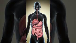 3D Digestive System Animation with Worms | Human Body Parasite Visualization