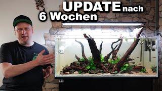 AQUARIUM Update nach 6 Wochen | So läufts im 160 LITER AQUASCAPE | JR Aquascaping