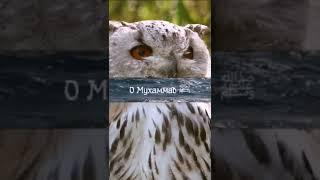 Пророк Мухаммад ﷺ