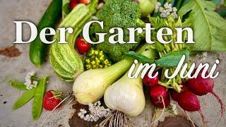 #41 Der Garten im JuniLeckere Ernte, Porree pflanzen, Tomaten pflegen, Kräuter verjüngen