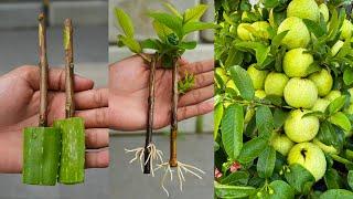 How to grow guava tree from cuttings by using aloe vera