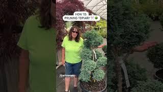 How To: Pruning Topiary | Pruning Pom Pots, Diamond Shape Topiary, Pruning Laurels