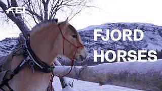 Sleigh rides in the arctic Norway  | RIDE presented by Longines