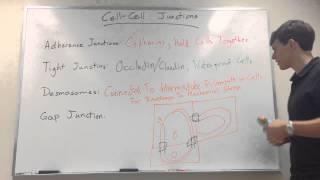 Cell Cell Junctions