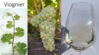 Grape Variety #17: Viognier