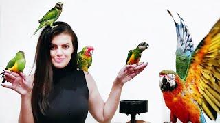 Meet ALL My Parrots ( I HAVE 12 BIRDS )  With Vinny Subtitles