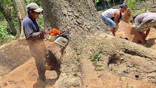 Cutting down Giant tree with the strongest chainsaw ‼️