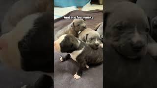 Dog Begs Woman To Help Her And Her Puppies | The Dodo