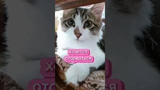 Хочется оторваться  #прикольнаяозвучка #cat #юмор