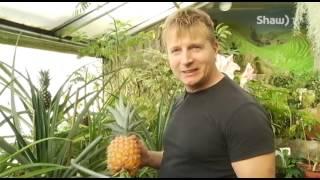 Northern Gardener - Growing and Harvesting your own Pineapple