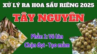 Xử lý ra hoa sầu riêng khu vực Tây Nguyên | P1: Vô lân chặn đọt tạo mầm | Miên trạng nhiệt độ thấp