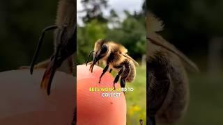 How bees Produce honey!!  #shorts #viral #bee #honey