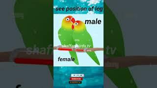 love birds male and female different || Fisher male female different #shorts #lovebirds #birds