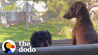 Lonely Dog Gets The BEST Surprise Ever | The Dodo